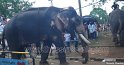 thrissur-pooram-2011- (18)